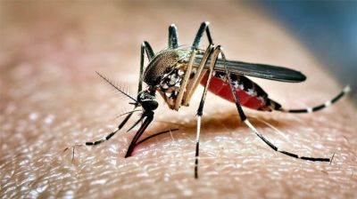 ডেঙ্গুতে চারজনের মৃত্যু, হাসপাতালে ভর্তি ৮১৪