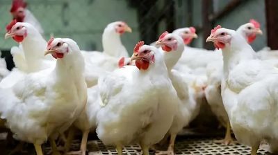 সপ্তাহ ব্যবধানে কেজিতে ব্রয়লার মুরগির দাম বাড়ল ২০ টাকা