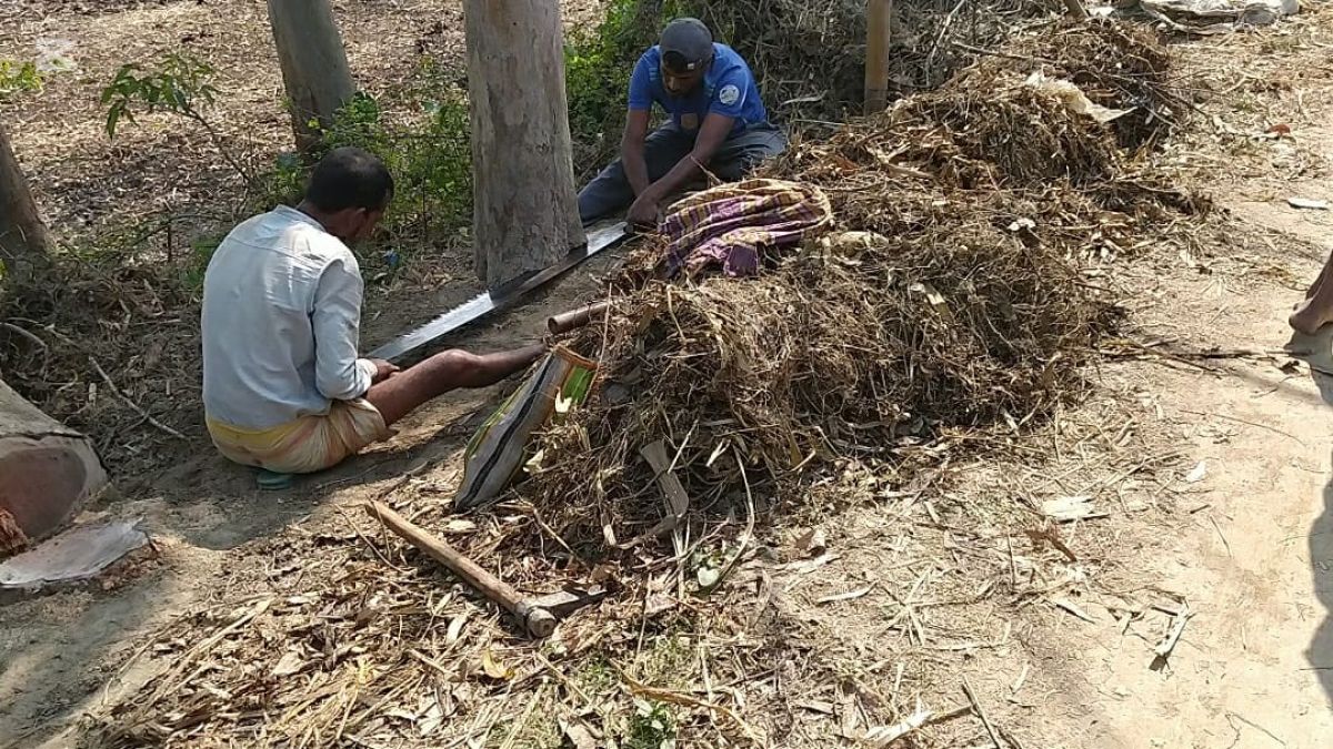 সরকারি গাছ কেটে মজুদ, ভিডিও করায় সাংবাদিককে হুমকি