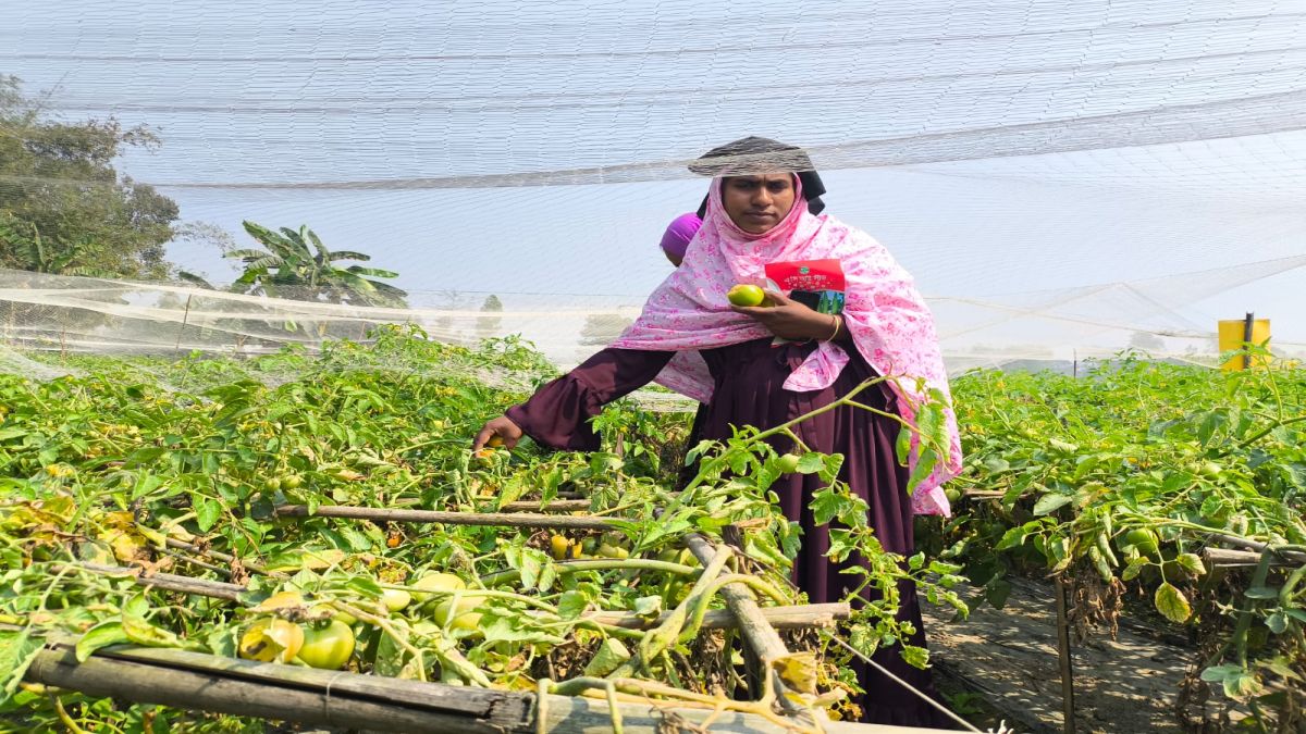 মালচিং প্রযুক্তিতে বদলে যাচ্ছে জামালপুরের কৃষি