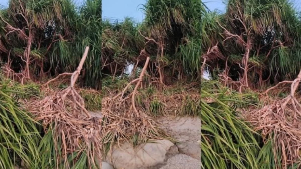 সেন্টমার্টিনে চলছে কেয়াবন কাটার মহোৎসব