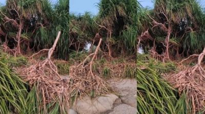 সেন্টমার্টিনে চলছে কেয়াবন কাটার মহোৎসব