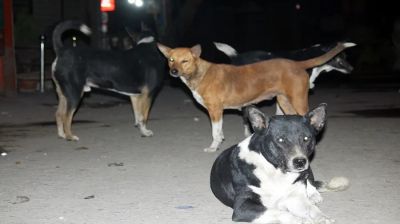 বরিশালে রাতের আতঙ্ক দলবদ্ধ বেওয়ারিশ কুকুর