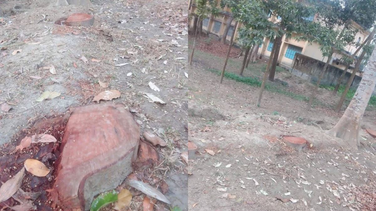 রাতের আঁধারে মাদরাসার গাছ কাটার অভিযোগ, প্রায় দেড় লাখ টাকার ক্ষতির দাবি