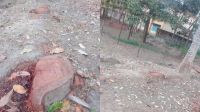 রাতের আঁধারে মাদরাসার গাছ কাটার অভিযোগ, প্রায় দেড় লাখ টাকার ক্ষতির দাবি