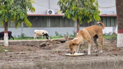 ঈদের ছুটিতে ফাঁকা ক্যাম্পাসে ক্ষুধার্ত প্রাণীদের পাশে বাকৃবি ছাত্রদল