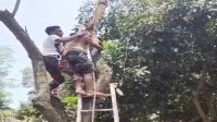 জামালপুরে গাছের ডাল কাটতে উঠে অজ্ঞান শ্রমিক, উদ্ধার করলো ফায়ার সার্ভিস