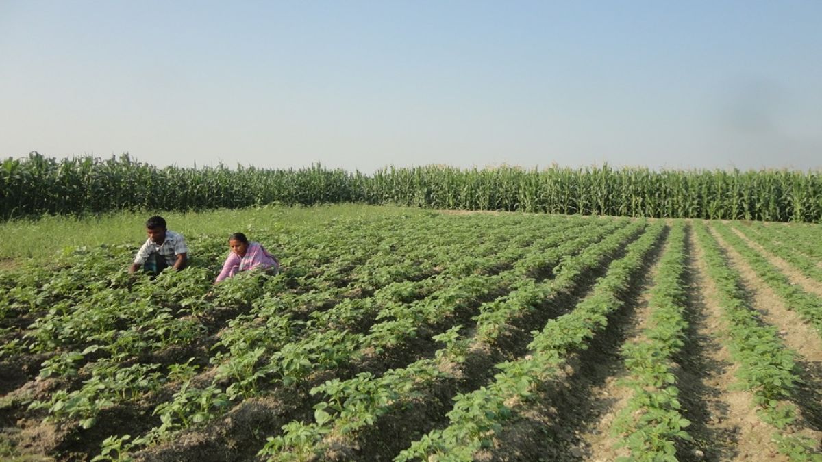 তিস্তার চর জুড়ে সবুজ বিপ্লব, ভাঙনের ক্ষত পেরিয়ে শত কোটি টাকার ফসলের সম্ভাবনা