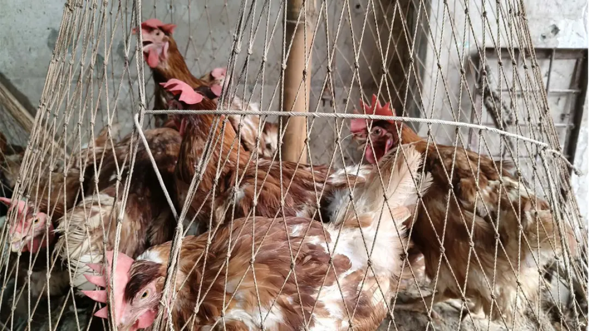 মুরগির দাম কমলেও বেড়েছে মাছের দাম