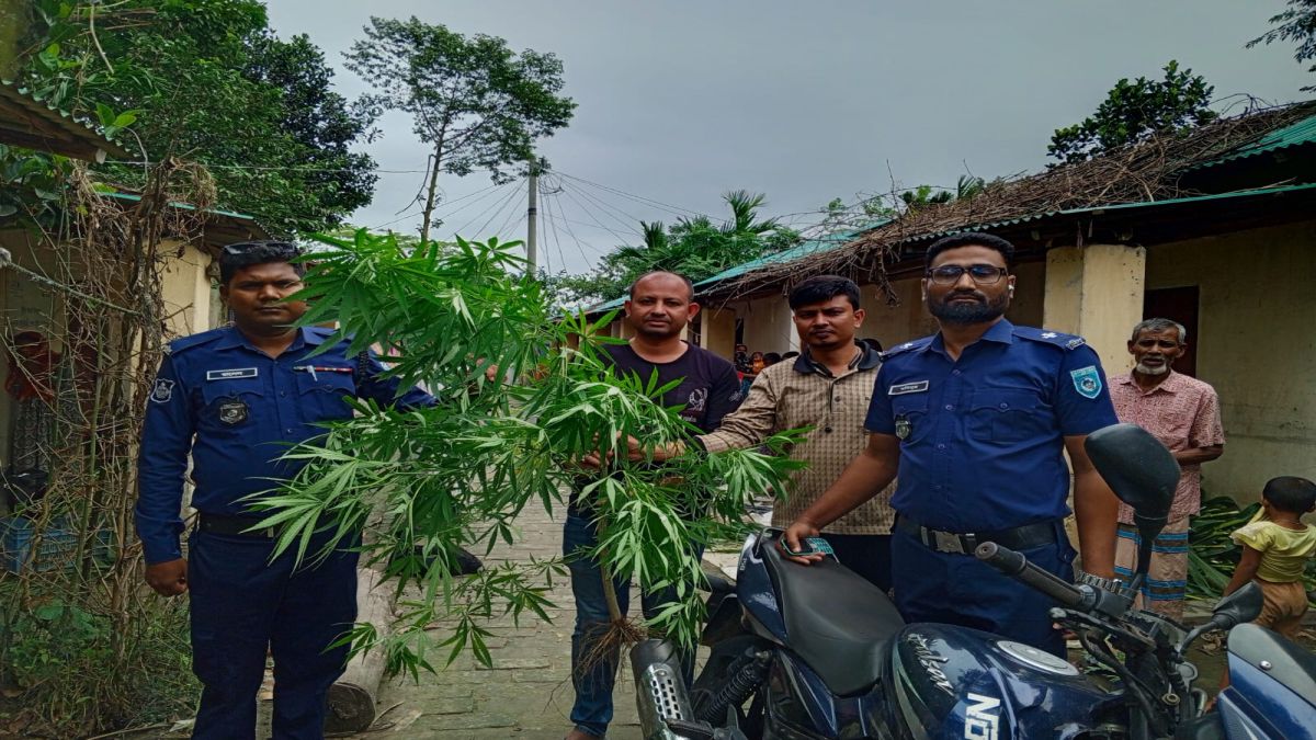 সুন্দরগঞ্জে সবজির আড়ালে গাঁজা চাষ, গাছ উদ্ধার!