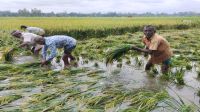 বৃষ্টিতে গাইবান্ধায় বোরো ধানে বিপর্যয়, পানির নিচে শত শত হেক্টর জমি