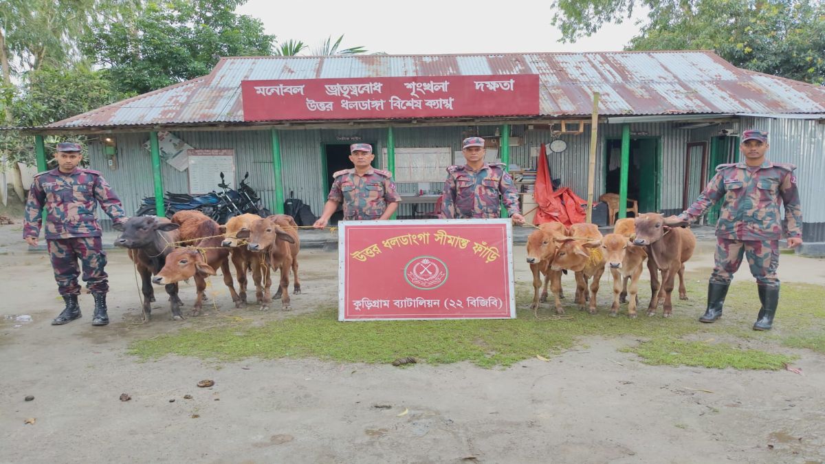 কুড়িগ্রাম  সীমান্তে ভারতীয় জিরা, মাদকদ্রব্যসহ গরু উদ্ধার