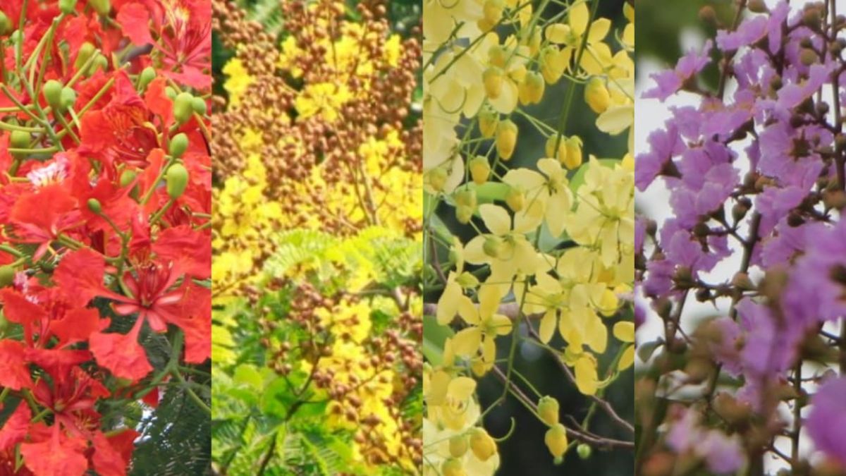 কাঠফাটা রোদে ইবি ক্যাম্পাসে রঙের মেলা