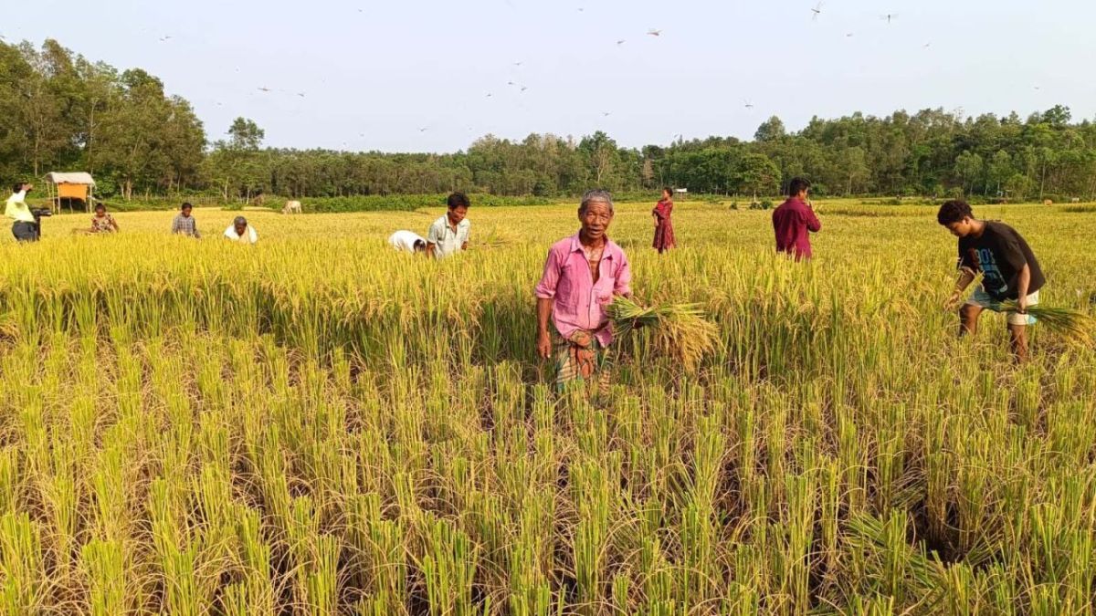 ঝিনাইগাতীতে এক মণ ধানের দামে মিলছে না একজন কৃষি শ্রমিক