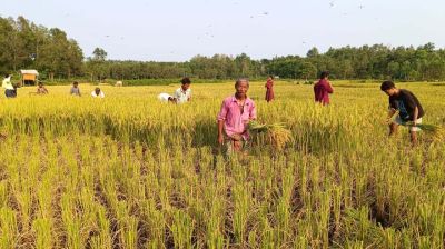 ঝিনাইগাতীতে এক মণ ধানের দামে মিলছে না একজন কৃষি শ্রমিক