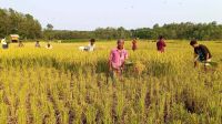 ঝিনাইগাতীতে এক মণ ধানের দামে মিলছে না একজন কৃষি শ্রমিক