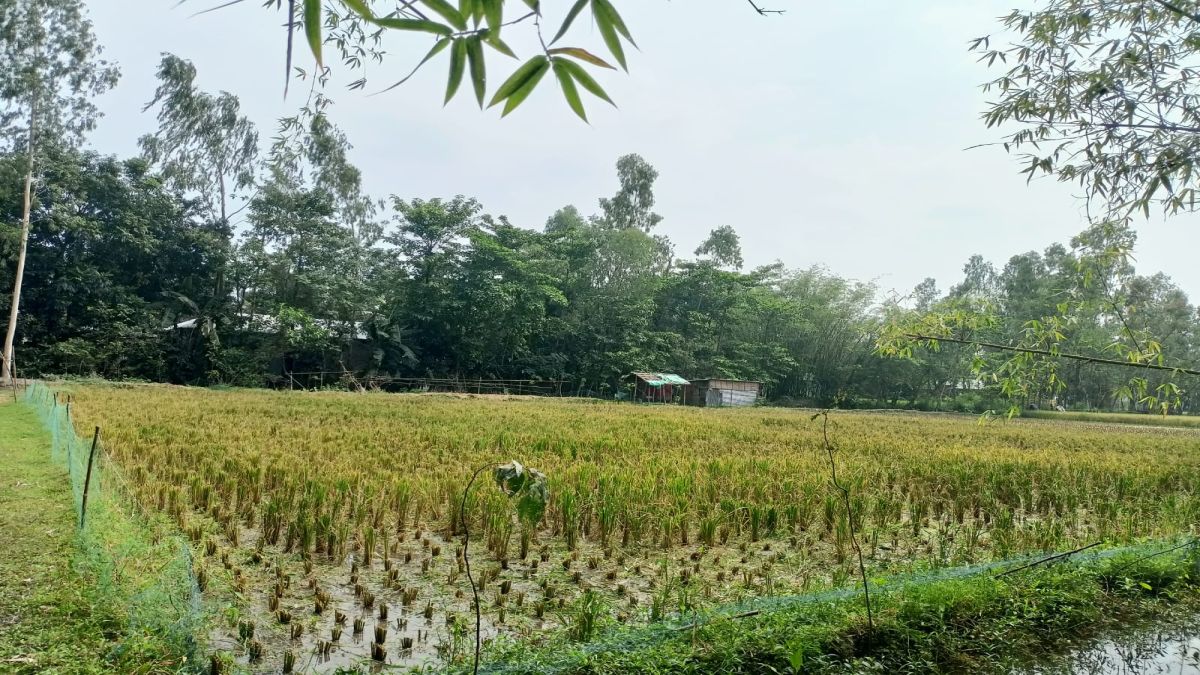 সুন্দরগঞ্জে বিরোধীয় জমির ধান কর্তন, হয়রানির অভিযোগ