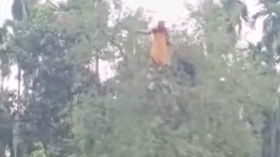 নিখোঁজ বৃদ্ধার সন্ধান মিলল তেঁতুল গাছের মগডালে