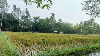 সুন্দরগঞ্জে বিরোধীয় জমির ধান কর্তন, হয়রানির অভিযোগ