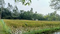 সুন্দরগঞ্জে বিরোধীয় জমির ধান কর্তন, হয়রানির অভিযোগ