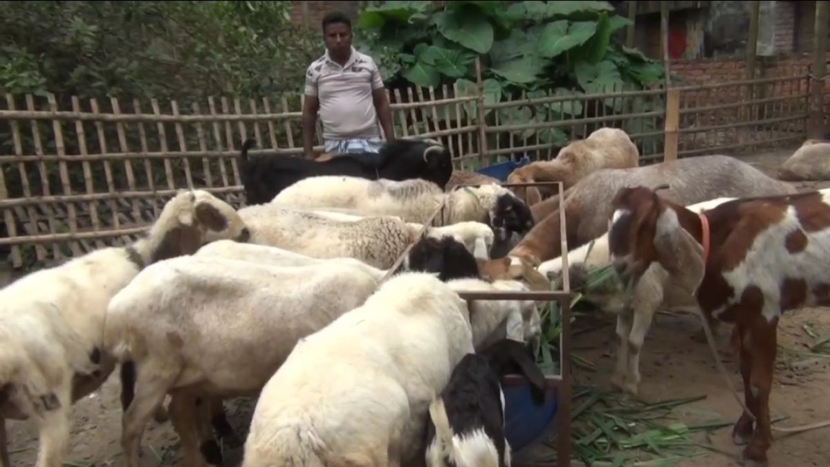 মরুর দুম্বা এবার সৈয়দপুরে: কোরবানির বাজার ঘিরে নতুন সম্ভাবনা