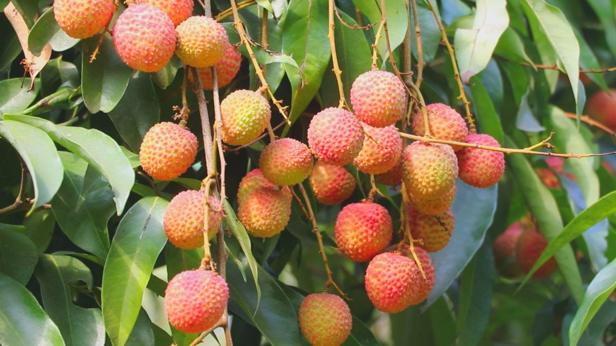 পাবনার গাছে গাছে লিচুর সমারোহ; বাম্পার ফলনে লাভের আশা চাষিদের