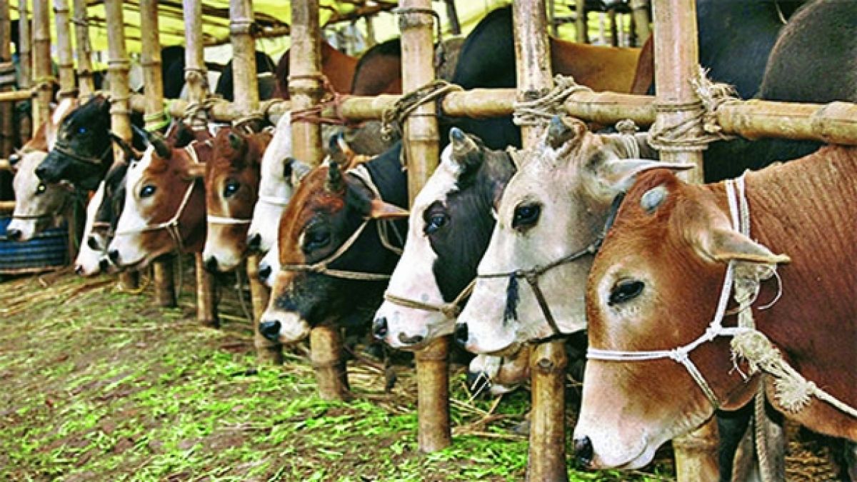 অসাধু মোটাতাজাকরণের ঝুঁকি ও সুস্থ গরু চেনার উপায় নিয়ে বিশেষজ্ঞের সতর্কবার্তা
