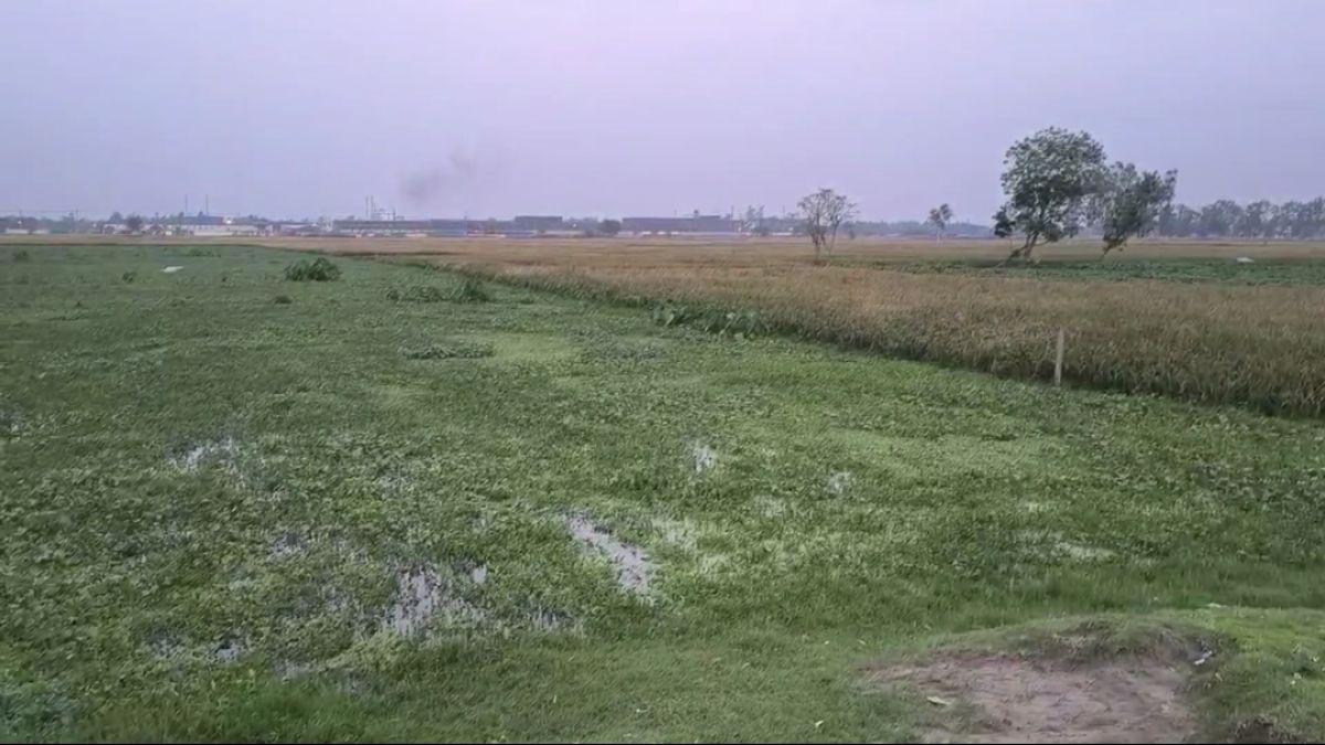 সৈয়দপুরে রেলের জলাবদ্ধতায় বিপাকে কৃষক, ক্ষতিগ্রস্ত ১৬ একর ফসলি জমি
