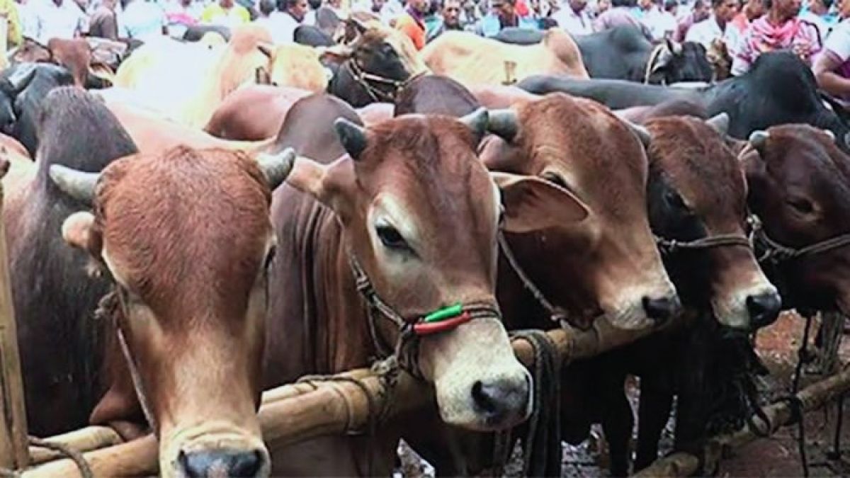 কোরবানির পশুর সংস্পর্শে ছড়াতে পারে যেসব মারাত্মক রোগ