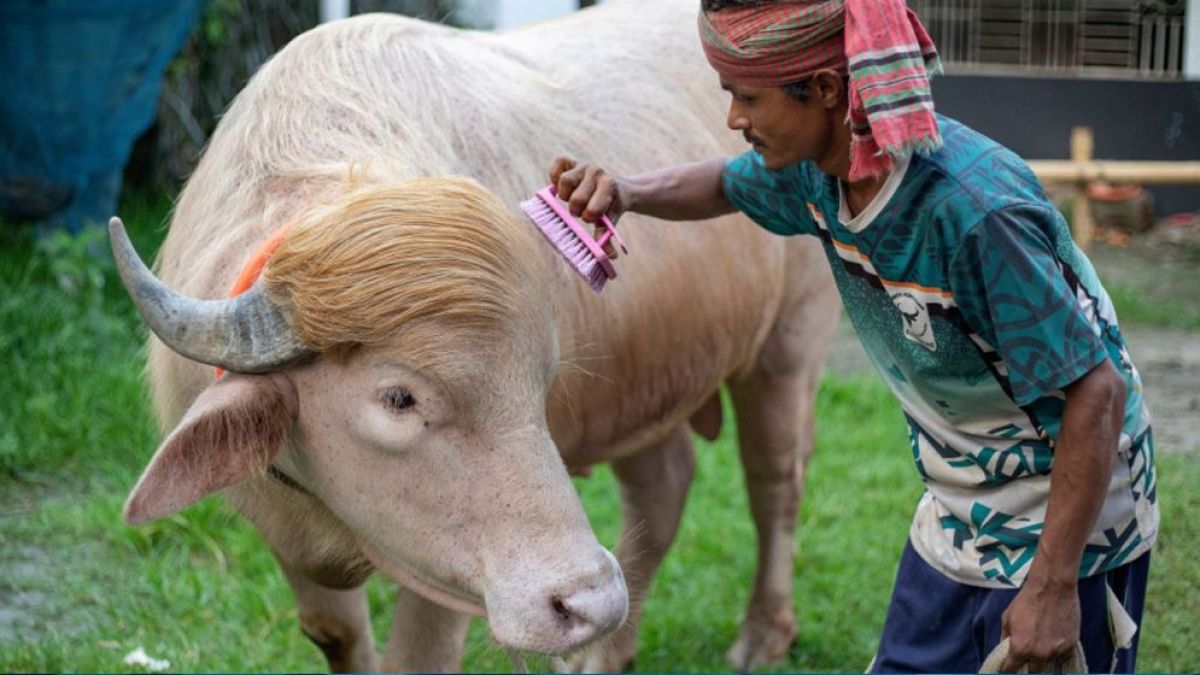 সালাহউদ্দিন আহমদের হস্তক্ষেপে কোরবানি হচ্ছে না 'ডোনাল্ড ট্রাম্প'