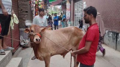ঈদের দ্বিতীয় দিনেও চলছে পশু কোরবানি