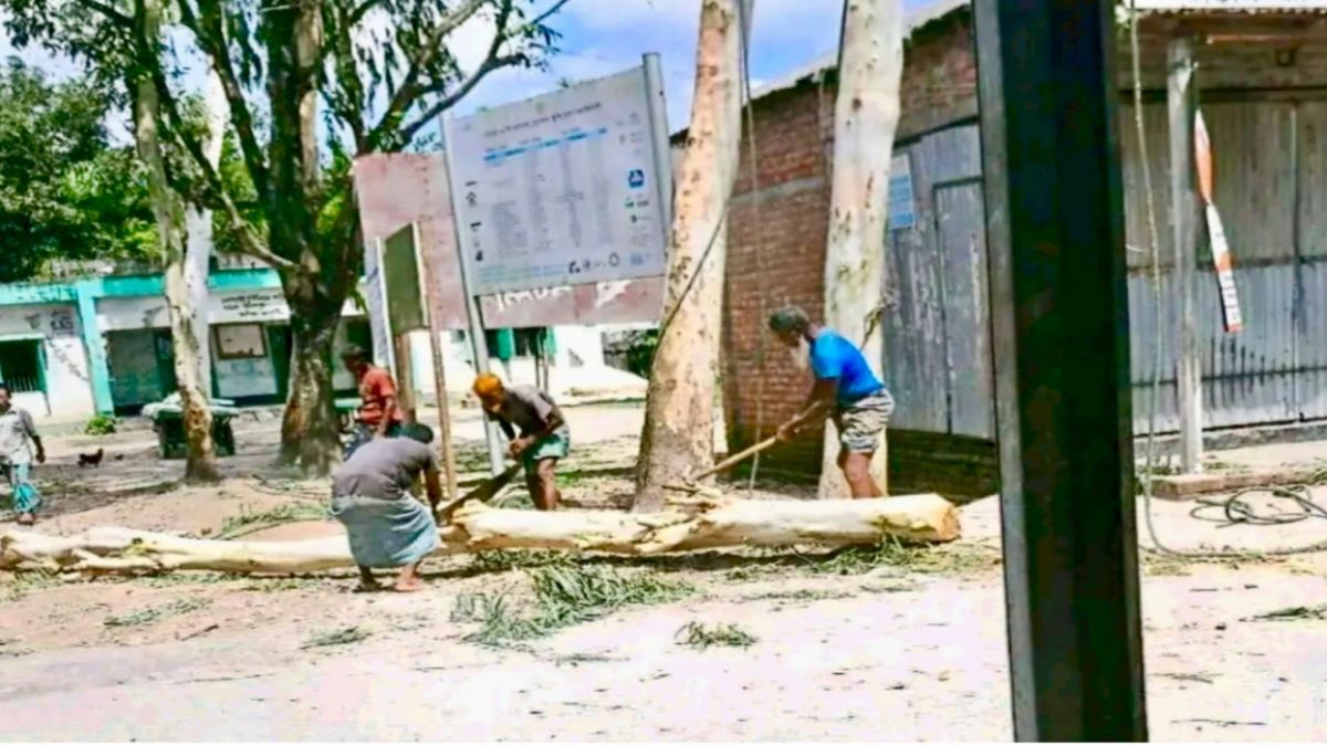 কুড়িগ্রামে ইউপি চেয়ারম্যানের বিরুদ্ধে সরকারি গাছ কাটার অভিযোগ