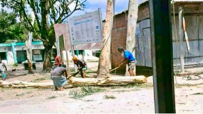 কুড়িগ্রামে ইউপি চেয়ারম্যানের বিরুদ্ধে সরকারি গাছ কাটার অভিযোগ